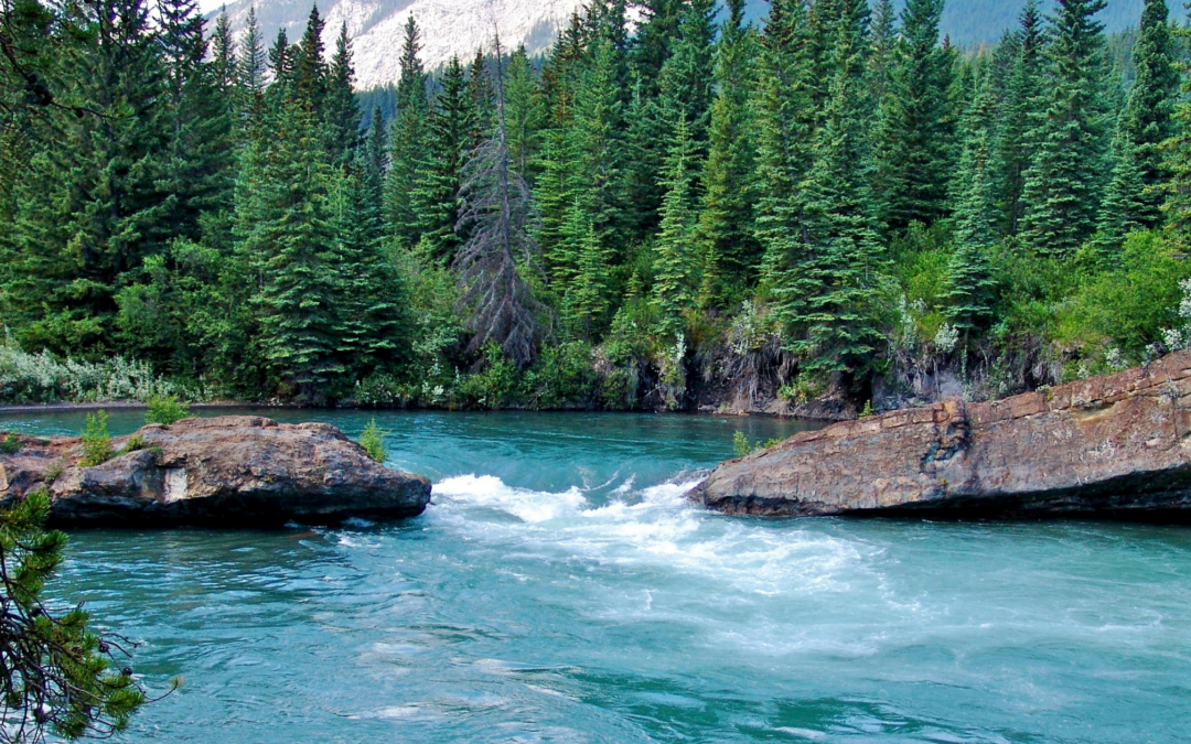El Agua Viva y el Vodaflor: el Poder del Agua Dinamizada al Servicio de su Bienestar